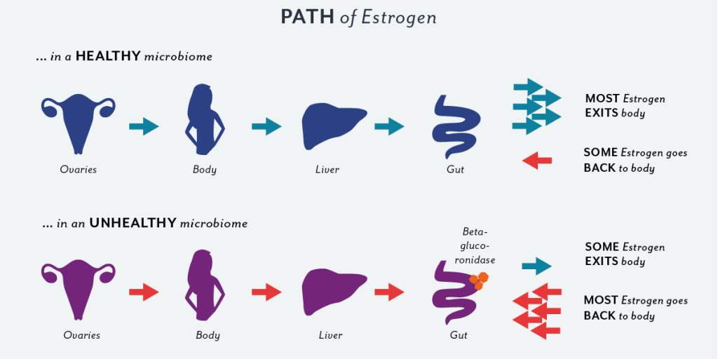 estrogen pathway image