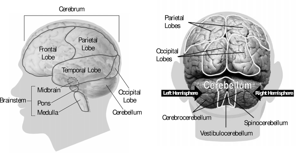 brain anatomy image