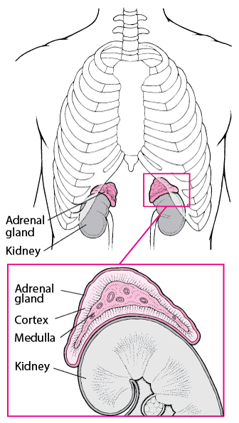 anatomy of adrenal glands image