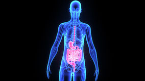 digestive system image