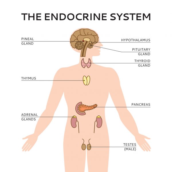 Female endocrine system image