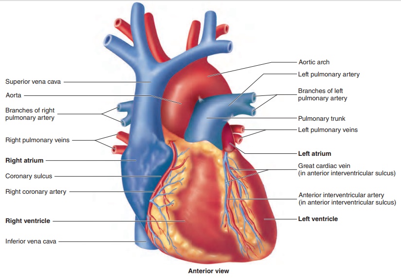 anatomy of heart image