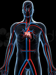 heart & circulation image