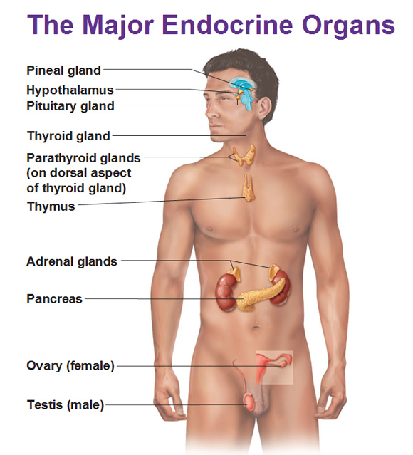 Male endocrine system image