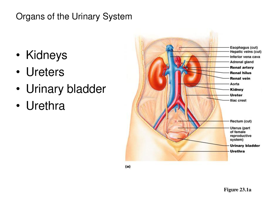 urinary tract image