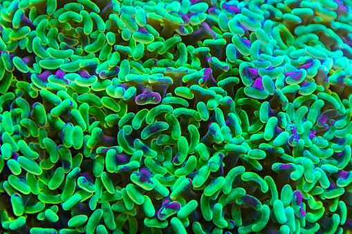microbiota image
