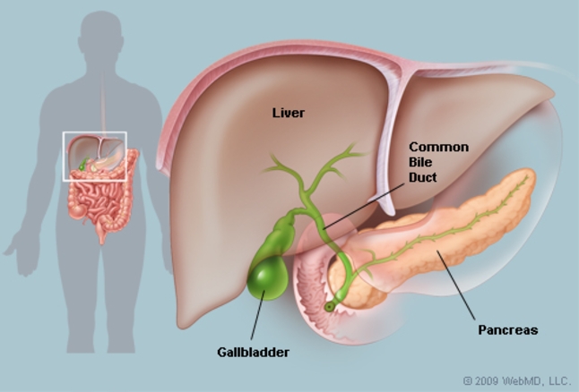 liver, gallbladder image