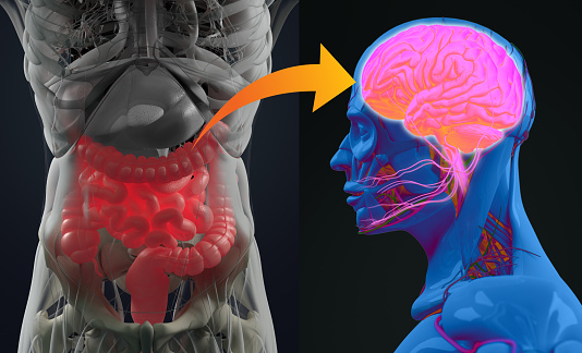 gut brain axis image