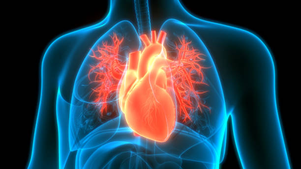 27 Amazing Facts About Your Heart