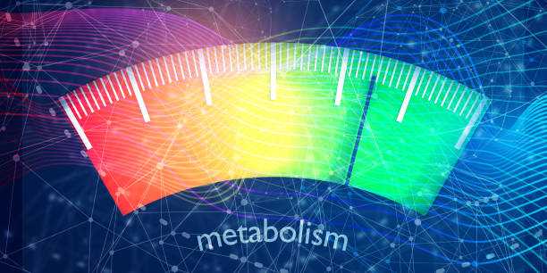 metabolism image